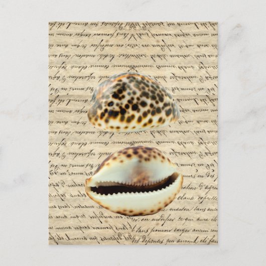 Carte Postale Coques de cowrie (Devant)