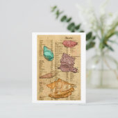 Carte Postale Coques de mer (Debout devant)