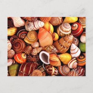 Carte Postale Coques de mer