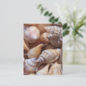 Carte Postale Coques de mer (Debout devant)