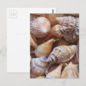 Carte Postale Coques de mer (Devant / Derrière)