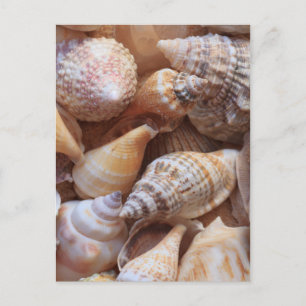 Carte Postale Coques de mer