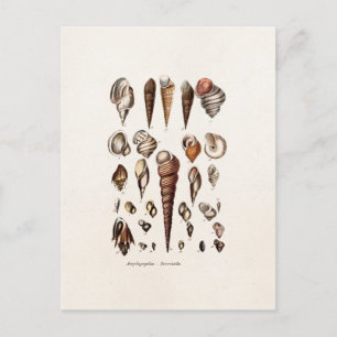 Carte Postale Coques de mer vintage Personnalisé Retro Auger She