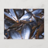 Carte postale Coques de moules (Devant)