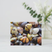 Carte Postale Coques de palourdes colorées (Debout devant)