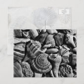 Carte postale Coques de plage noir et blanc (Devant / Derrière)