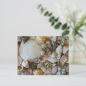 Carte Postale Coques De Sanibel (Debout devant)