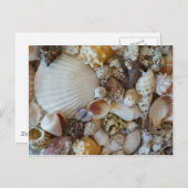 Carte Postale Coques De Sanibel (Devant / Derrière)