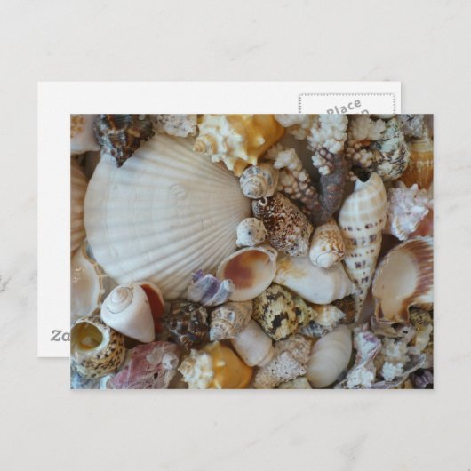 Carte Postale Coques De Sanibel (Devant / Derrière)