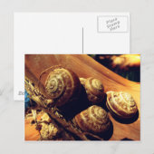 Carte Postale Coques des escargots (Devant / Derrière)