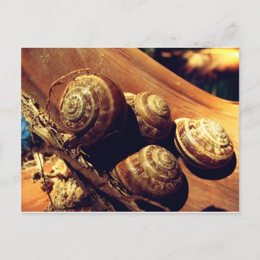 Carte Postale Coques des escargots (Devant)