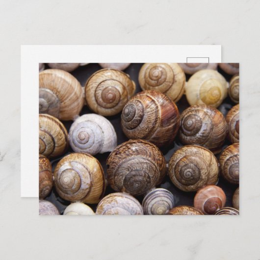 Carte Postale Coques des escargots (Devant / Derrière)