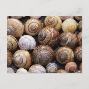 Carte Postale Coques des escargots