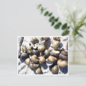Carte Postale Coques d'escargot d'eau douce (Debout devant)