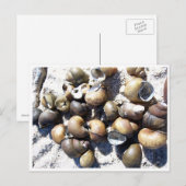 Carte Postale Coques d'escargot d'eau douce (Devant / Derrière)