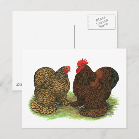 Carte Postale Coques : Doré (Devant / Derrière)