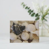 Carte Postale Coques I (Debout devant)