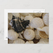 Carte Postale Coques I (Devant / Derrière)