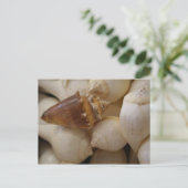 Carte Postale Coques II (Debout devant)