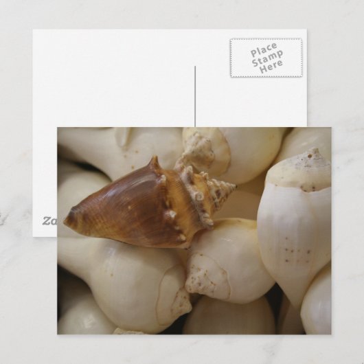 Carte Postale Coques II (Devant / Derrière)