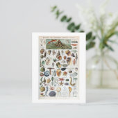 Carte Postale Coques vintage Mollusks (Debout devant)