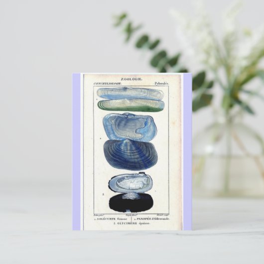 Carte Postale Coques vintages (Debout devant)