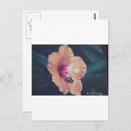 CARTE POSTALE COQUI (Devant / Derrière)