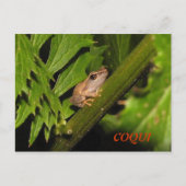 Carte postale Coqui (Devant)