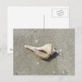 Carte Postale Coquillage (Devant / Derrière)