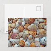 Carte Postale Coquillage (Devant / Derrière)