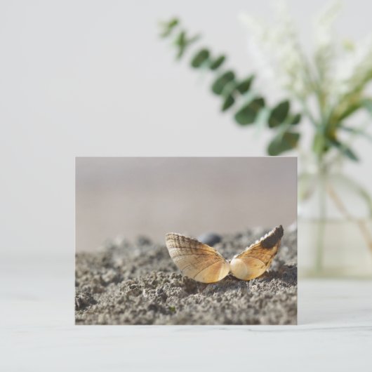 Carte postale Coquillage (Debout devant)