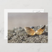 Carte postale Coquillage (Devant / Derrière)