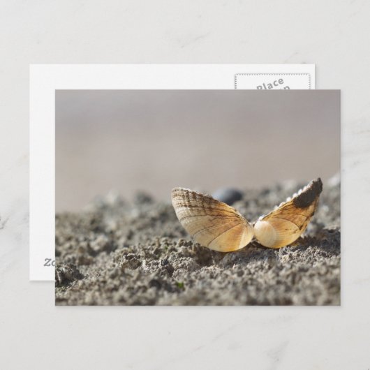 Carte postale Coquillage (Devant / Derrière)