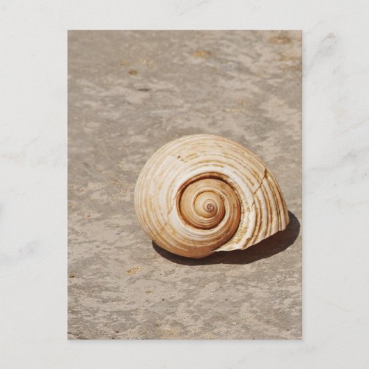 Carte Postale Coquillage (Devant)