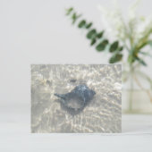 Carte Postale Coquillage de cône noir Wave-Washed (Debout devant)