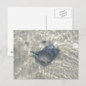 Carte Postale Coquillage de cône noir Wave-Washed (Devant / Derrière)