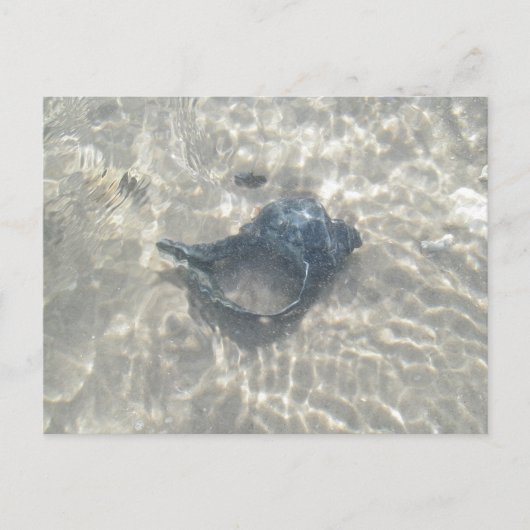 Carte Postale Coquillage de cône noir Wave-Washed (Devant)