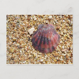 Carte Postale Coquillage en coquille rouge sur la plage de sable