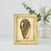 Carte Postale Coquillage Vintage rustique (Debout devant)