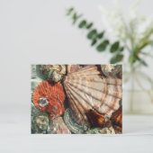 Carte Postale Coquillages (Debout devant)