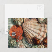 Carte Postale Coquillages (Devant / Derrière)