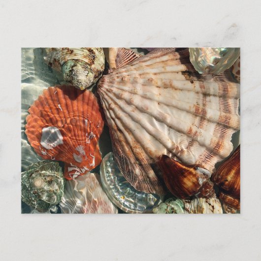 Carte Postale Coquillages (Devant)