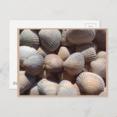 Carte Postale Coquillages (Devant / Derrière)