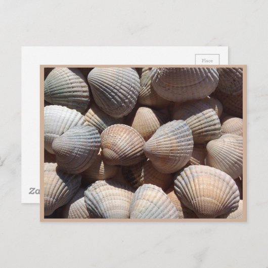 Carte Postale Coquillages (Devant / Derrière)