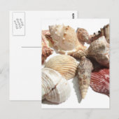 Carte postale Coquillages (Devant / Derrière)