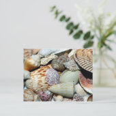 Carte Postale coquillages (Debout devant)