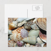 Carte Postale coquillages (Devant / Derrière)