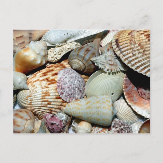 Carte Postale coquillages (Devant)