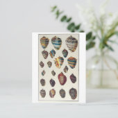 Carte postale Coquillages (Debout devant)