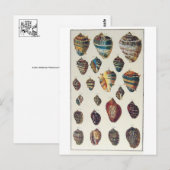 Carte postale Coquillages (Devant / Derrière)
